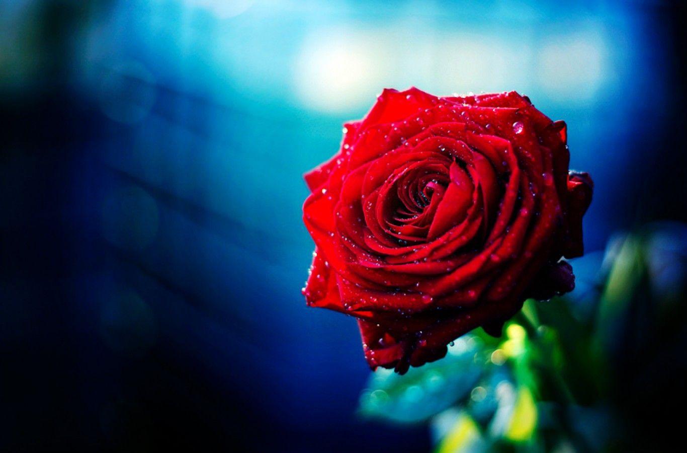 1366x900 Flowers: Gorgeous Blue Rose Red Flower iPhone 5 Wallpaper HD for HD