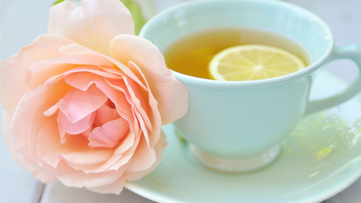 1366x768 Teacup Lemon Rose Plants HD Photo Wallpaper