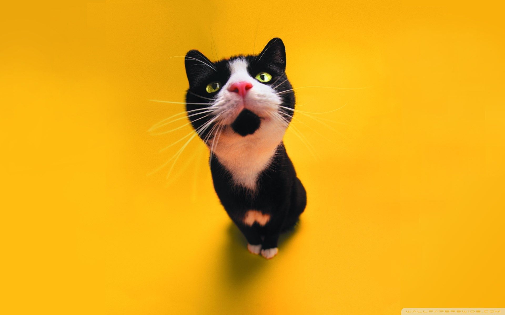 1920x1200 Funny Cat Ultra HD Desktop Background Wallpaper for 4K UHD TV : Tablet