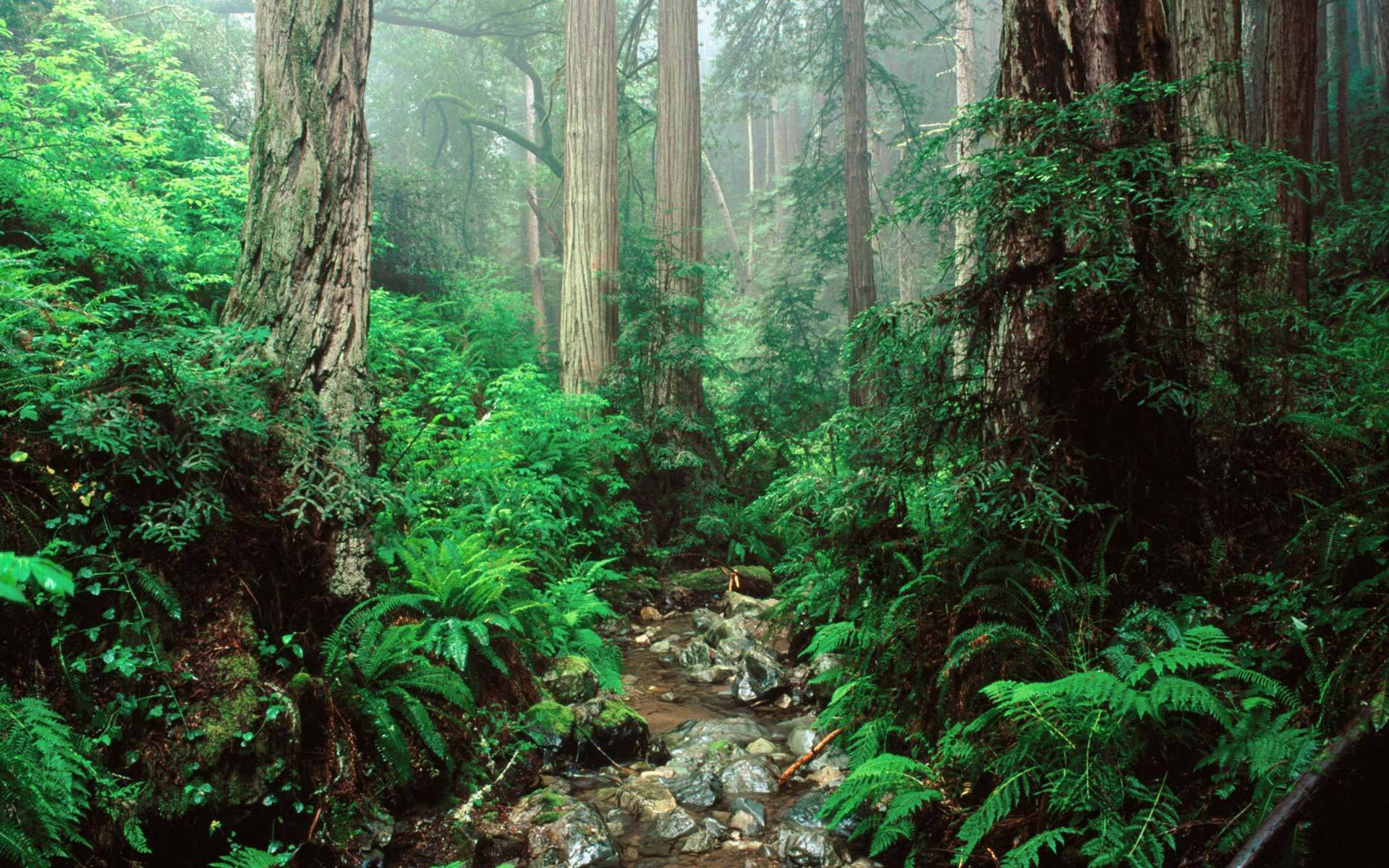 Indian Forest Wallpapers - Top Free Indian Forest Backgrounds ...