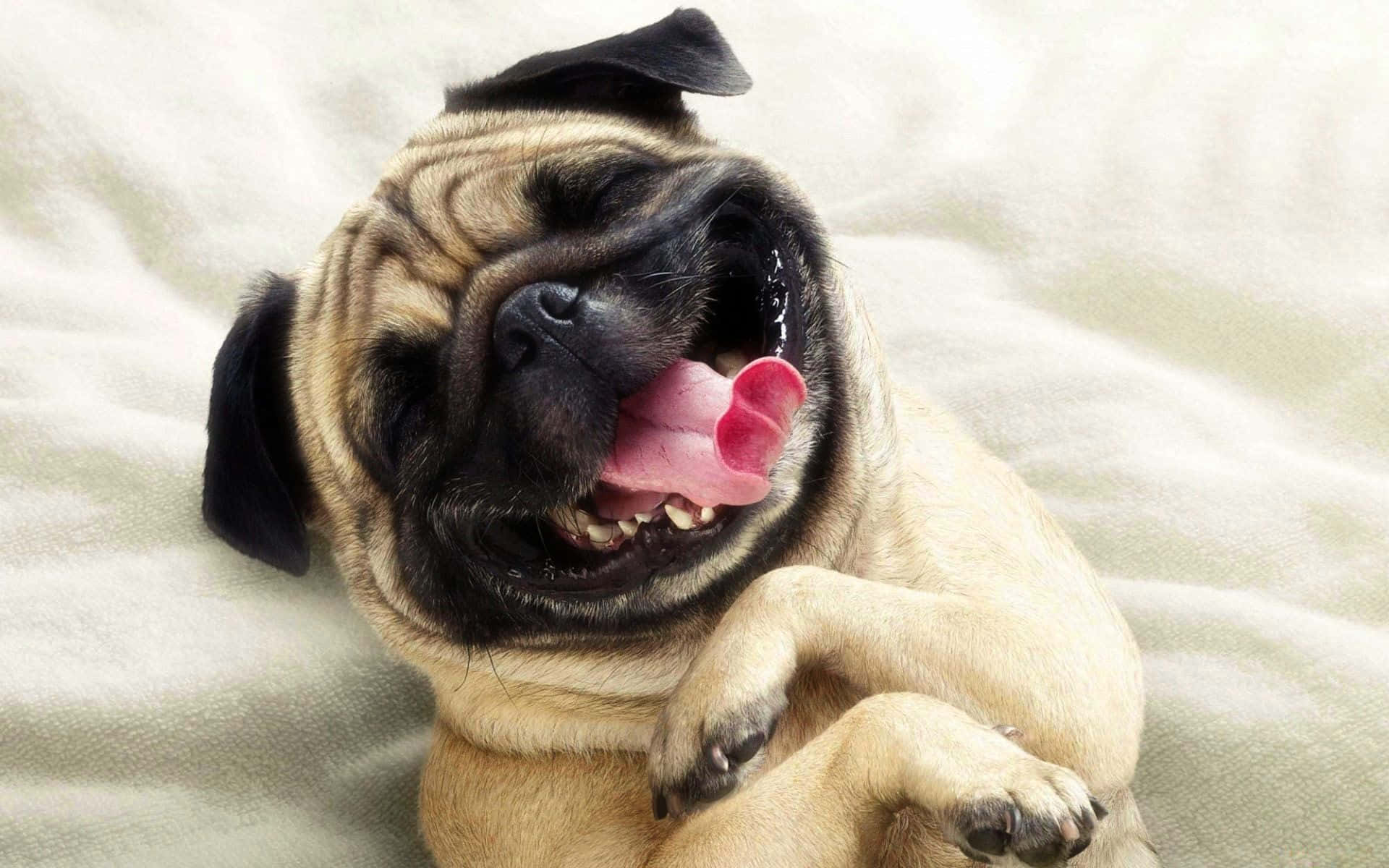 1920x1200 Funny Dog Wallpaper