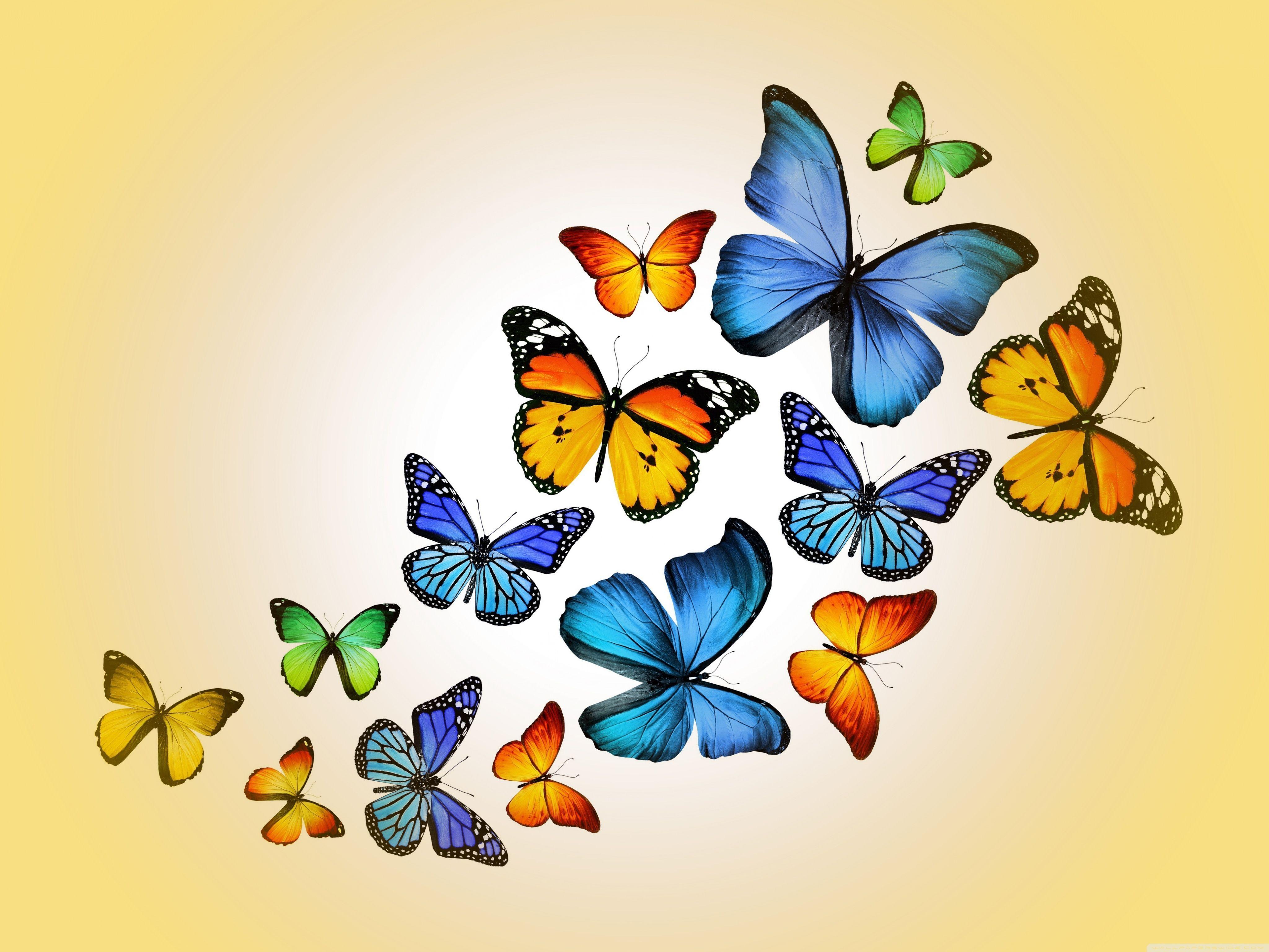 Butterfly wallpaper｜TikTok Search