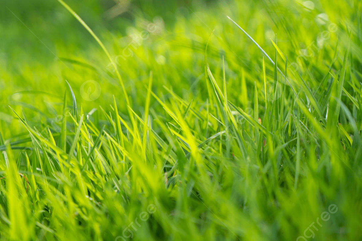 1200x800 Green Plant Eye Protection Wallpaper Background, Wallpaper, Background, Fresh Background Image And Wallpaper for Free Download