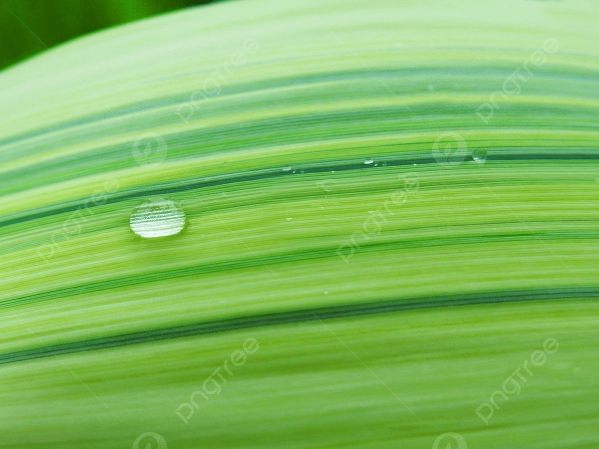 1200x900 Photo Of Dewdrop Leaf Green Eye Protection Wallpaper Background, Green, Simple, Poster Background Image And Wallpaper for Free Download