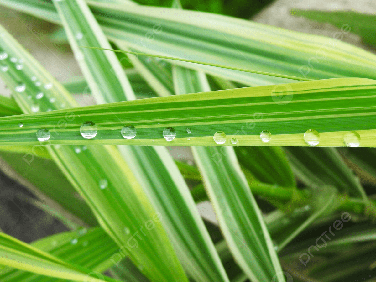 1200x900 Water Drops On Leaves Green Eye Protection Wallpaper Photography Background, Waterdrop, Water Drops, Water Splash Background Image And Wallpaper for Free Download