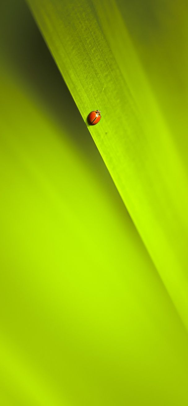 607x1313 Green eye protection wallpaper 3