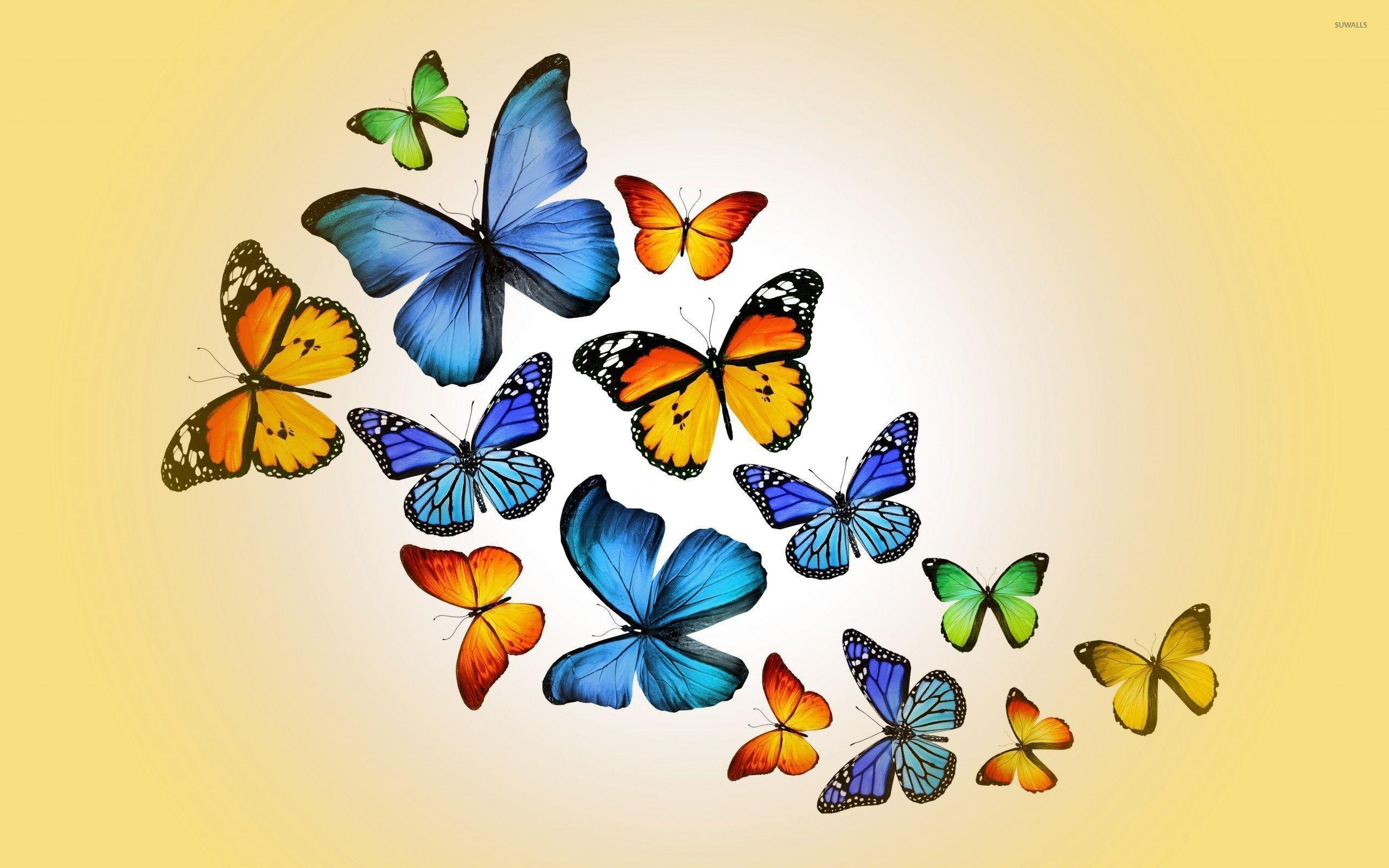 Hình nền con bướm màu cam và xanh 2560x1600 - Hình nền nghệ thuật