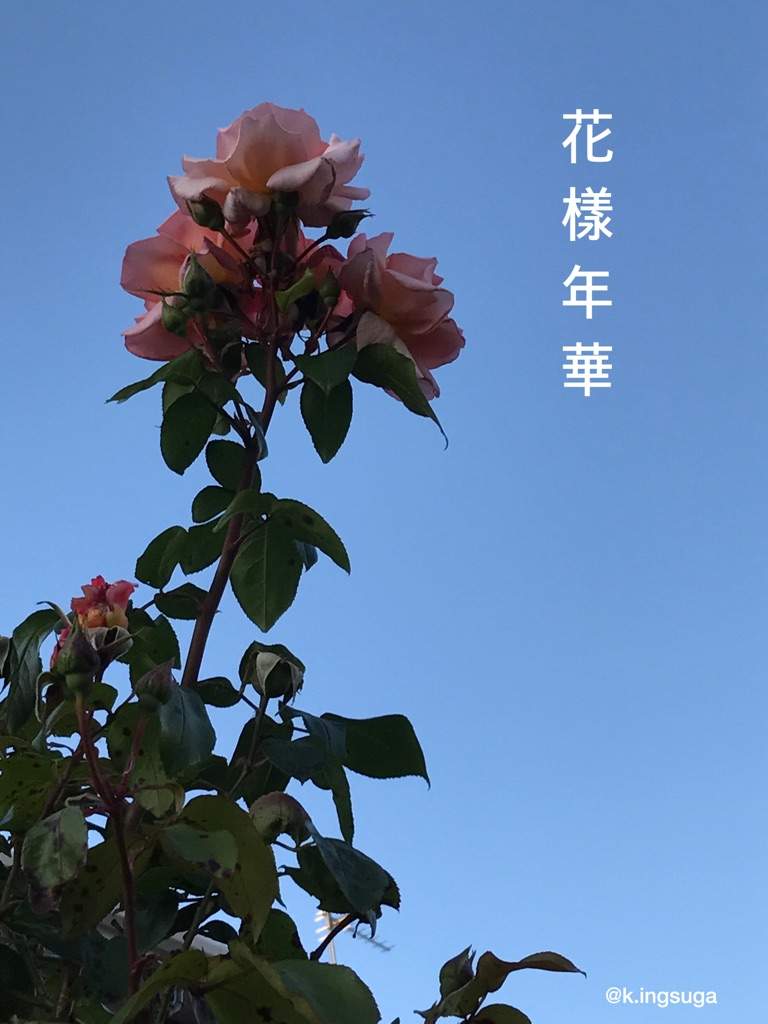 768x1024 HYYH wallpaper. ARMY's Amino