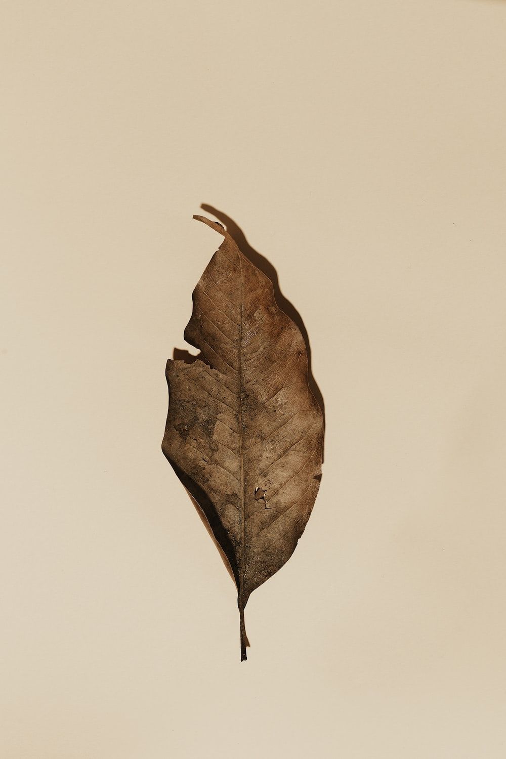 1000x1500 Dry Leaf Picture. Download Free Image