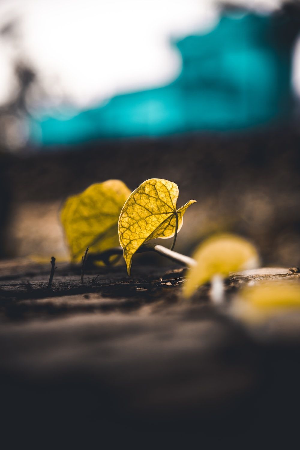 1000x1500 Dry Leaf Picture. Download Free Image