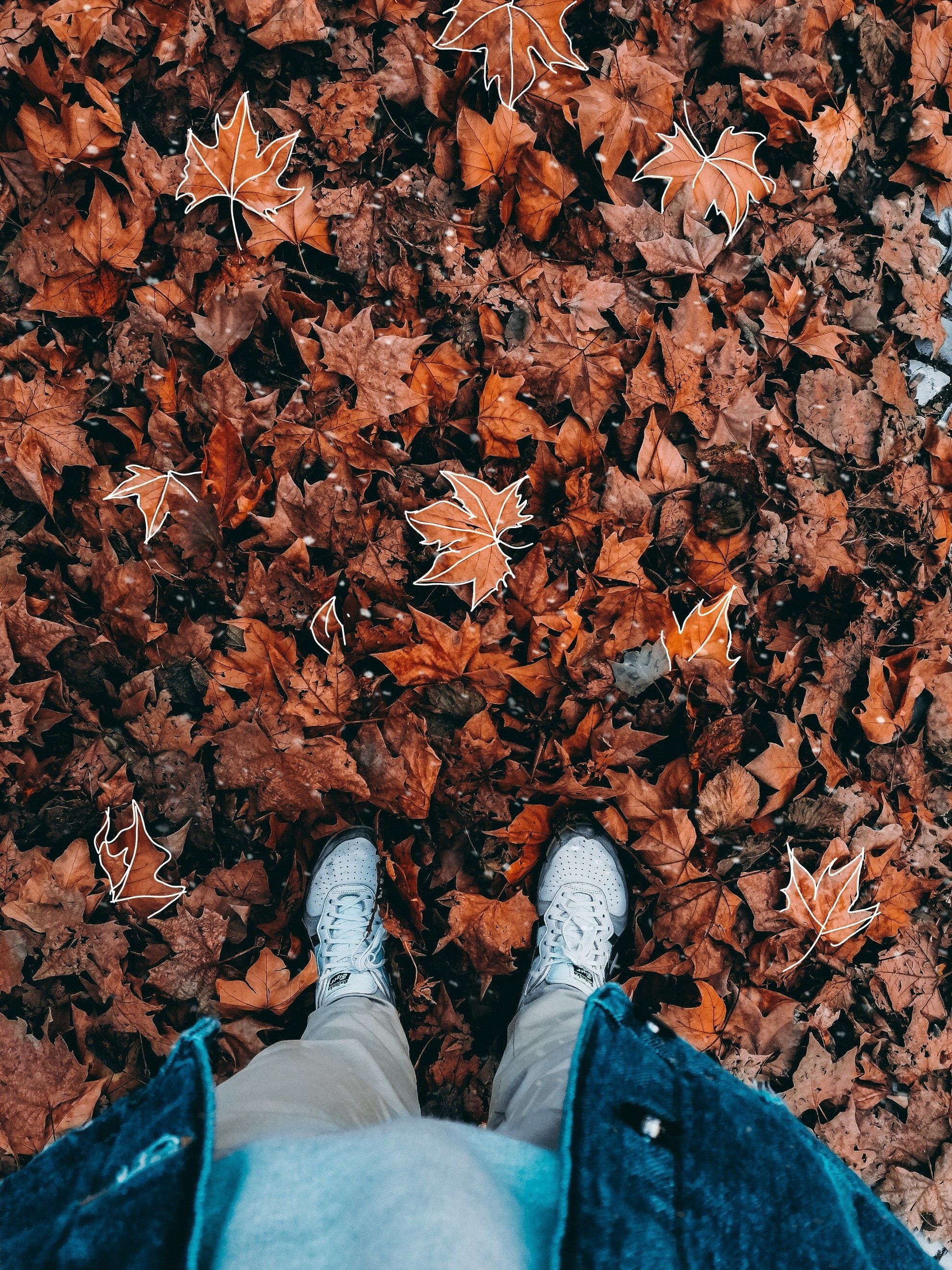 1982x2643 Person Standing on Dried Leaves · Free