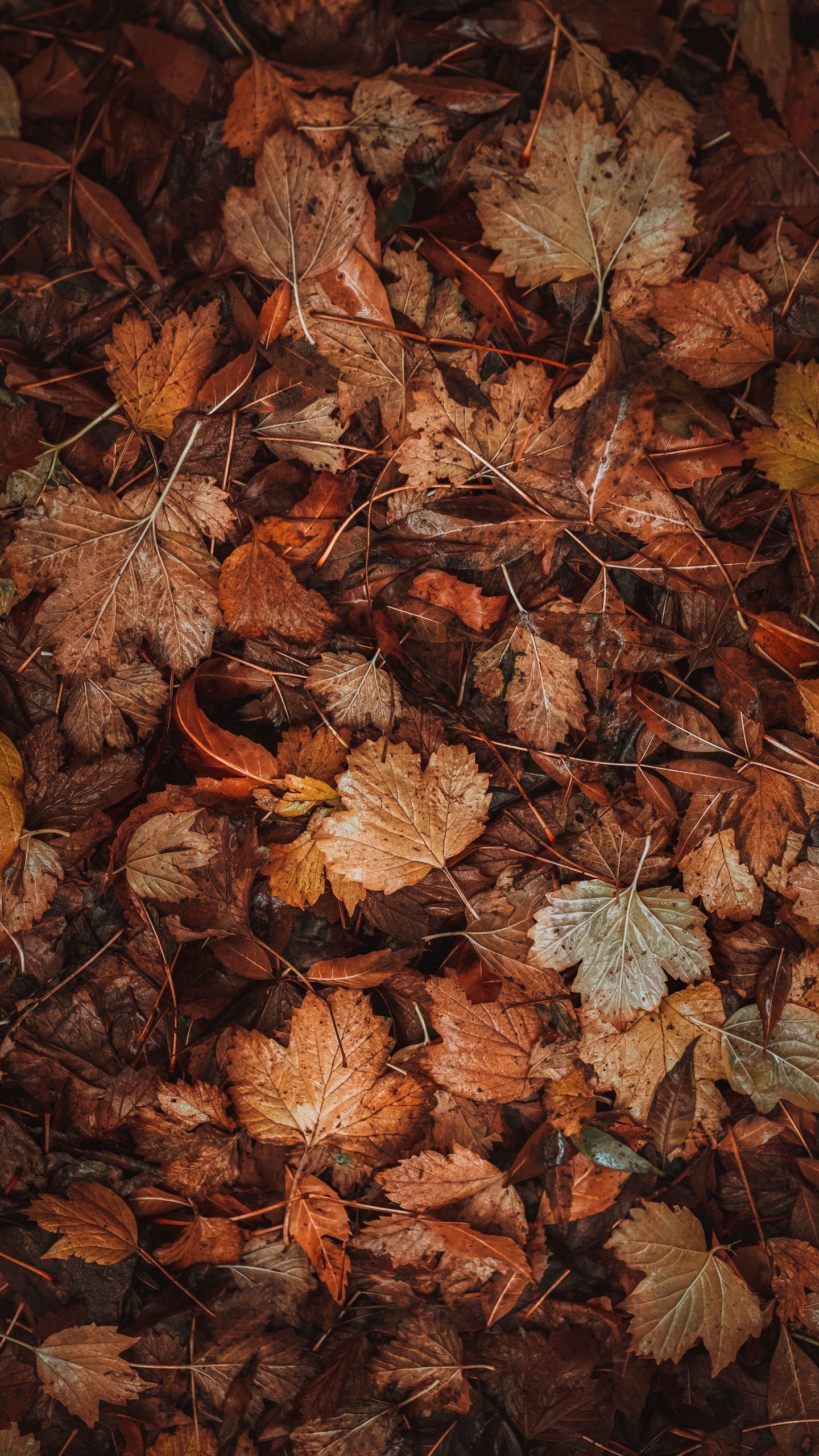 Dry Leaves Wallpapers - Top Free Dry Leaves Backgrounds - WallpaperAccess