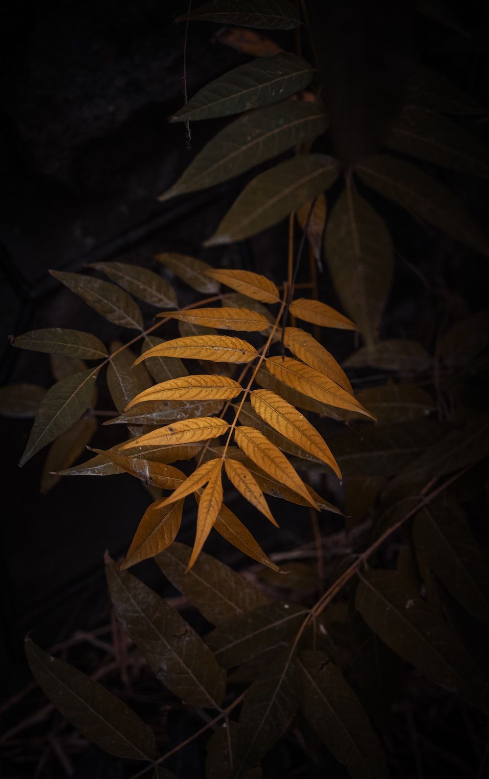 1000x1593 Dry Leaf Picture. Download Free Image
