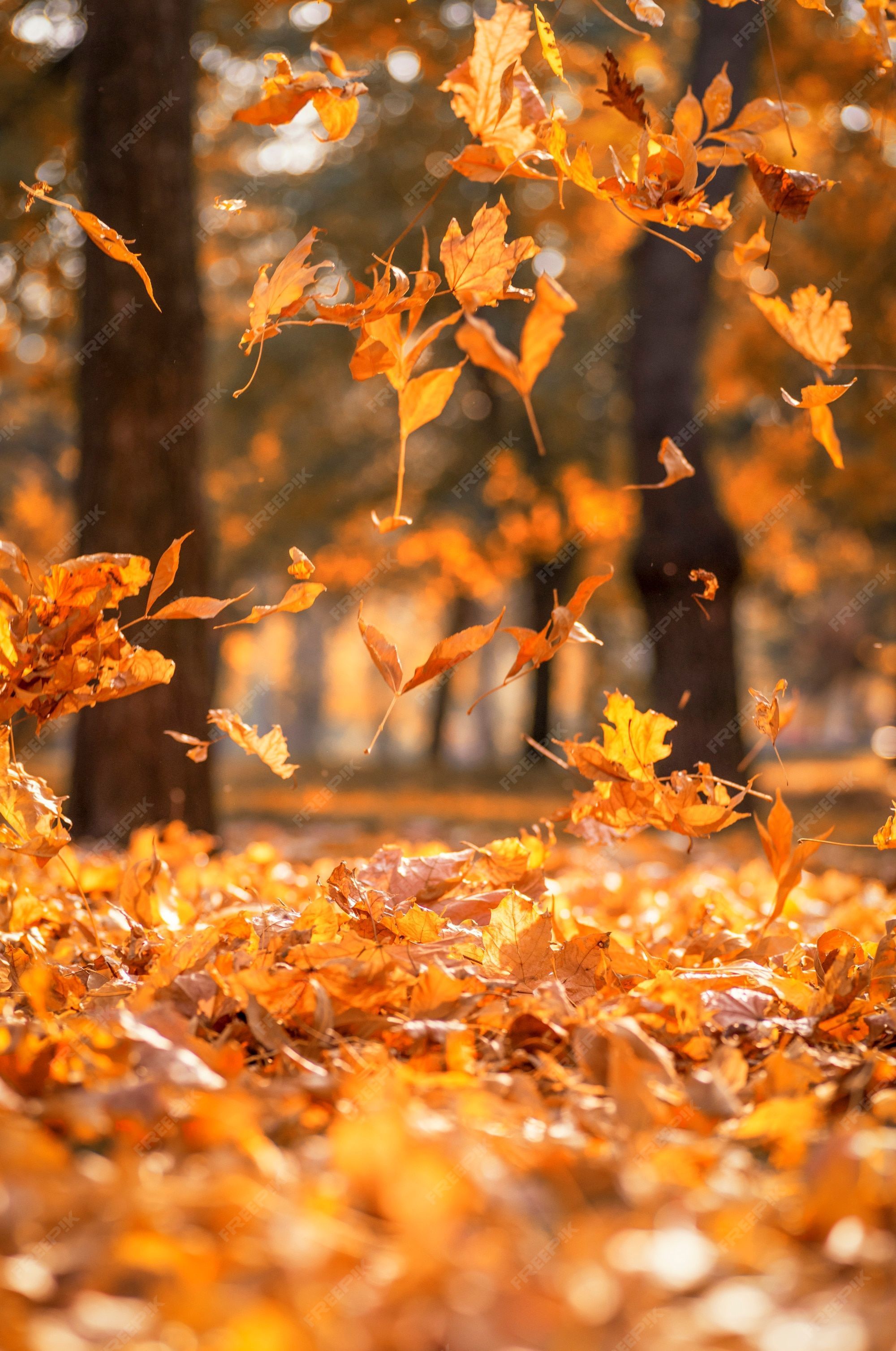 2000x3014 Fall Leaves Image