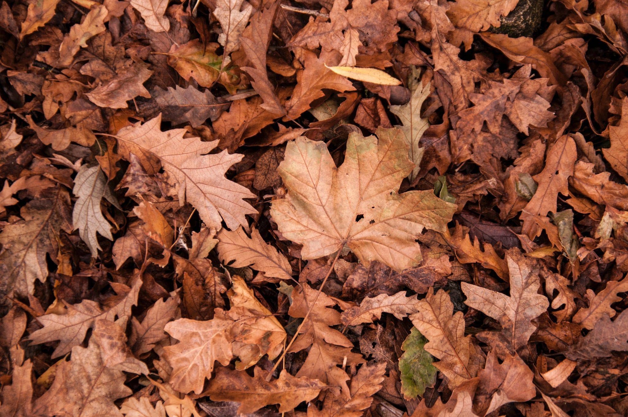 2048x1360 Download Brown Aesthetic Dry Leaves Laptop Wallpaper