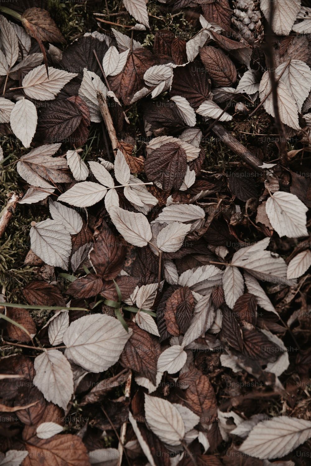 1000x1500 Dry Leaf Picture. Download Free Image