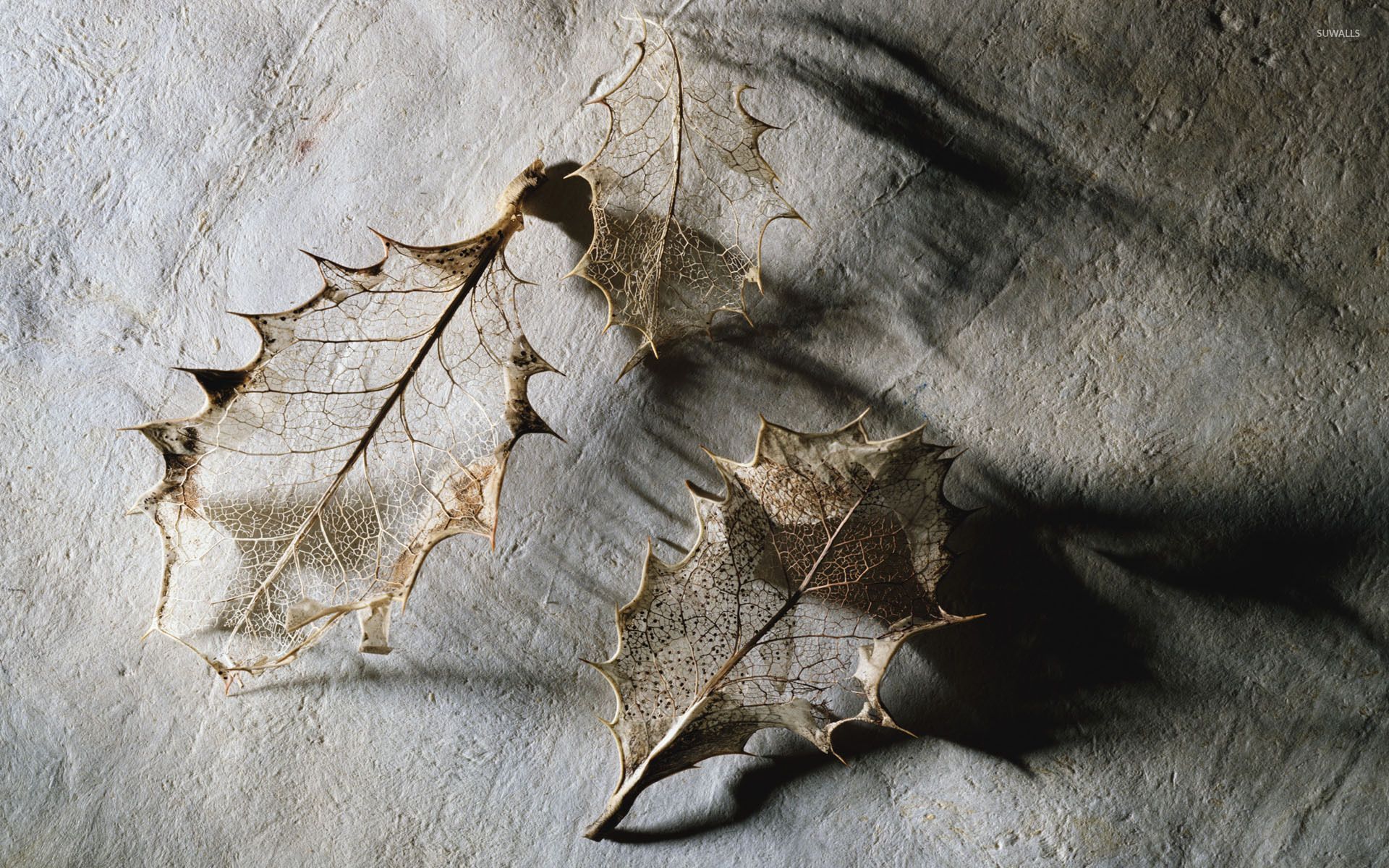 1920x1200 Dry Leaves Wallpaper