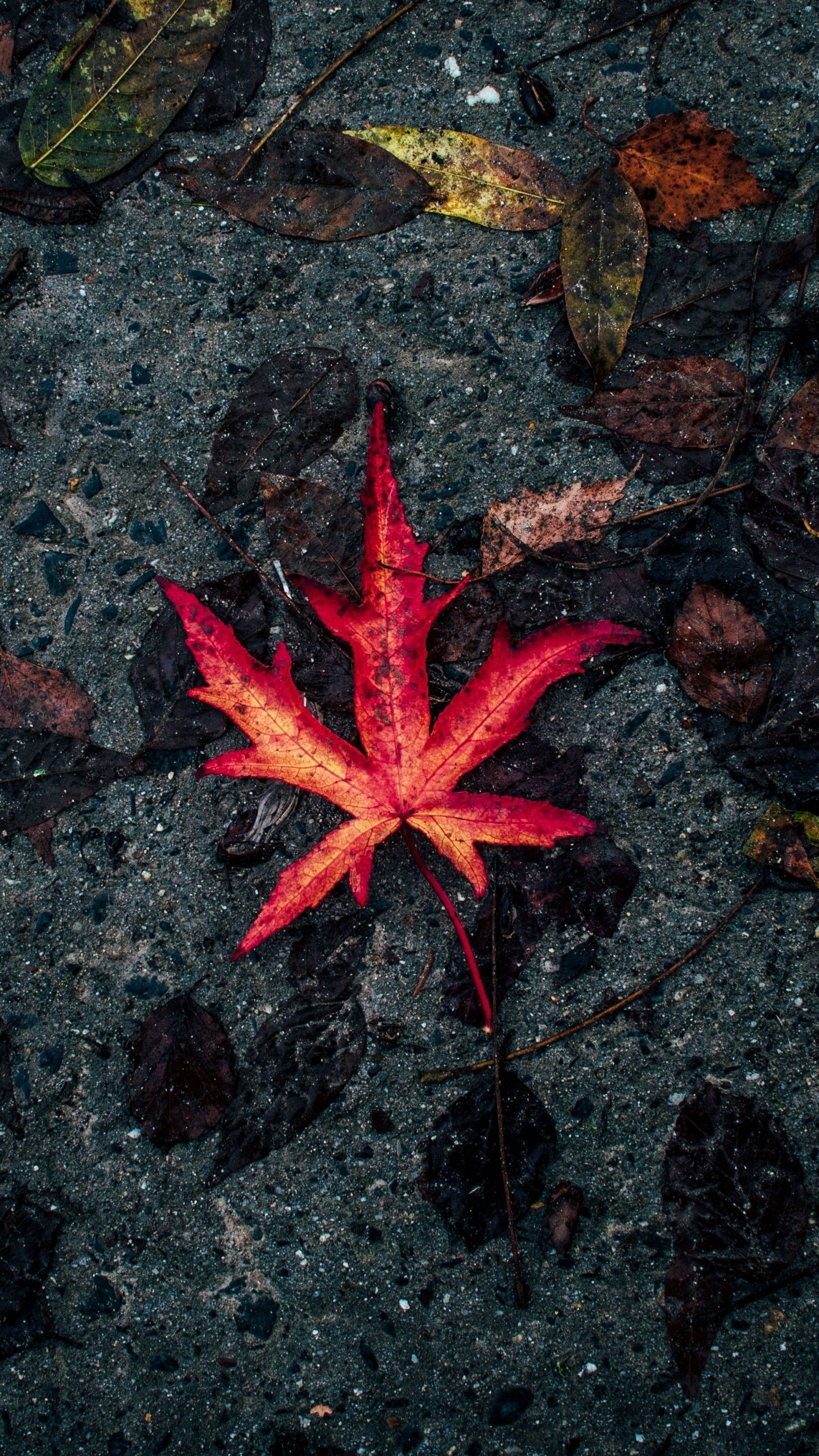 1440x2560 Autumn Dry Leaf Wallpaper