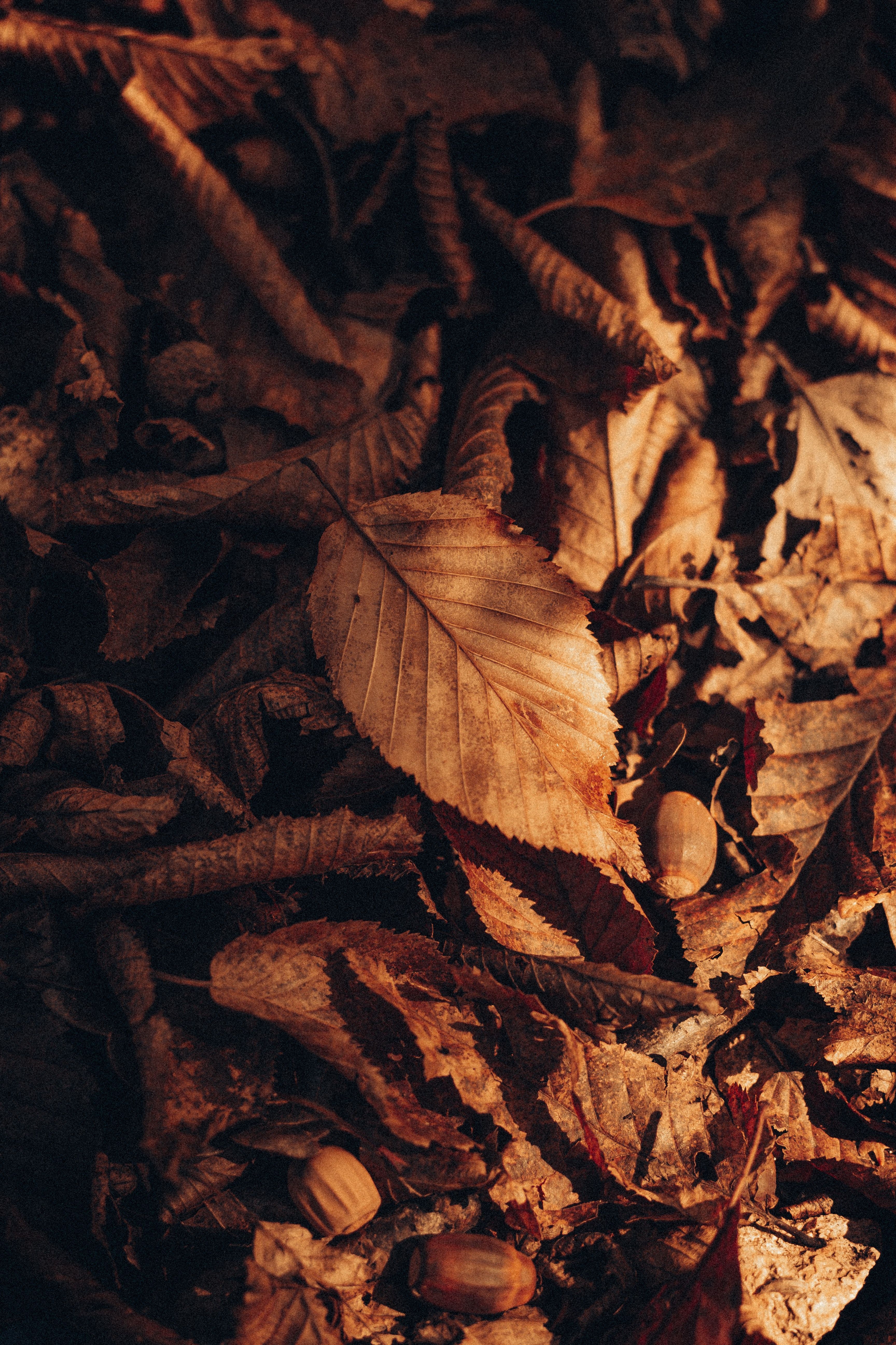 3456x5184 Autumn dry leaves on ground · Free