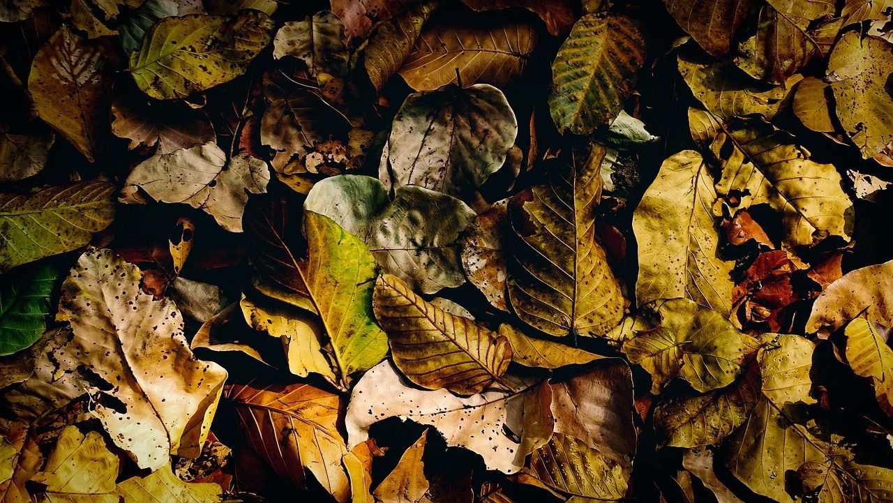 1280x721 Dry Leaves Fallen Dead