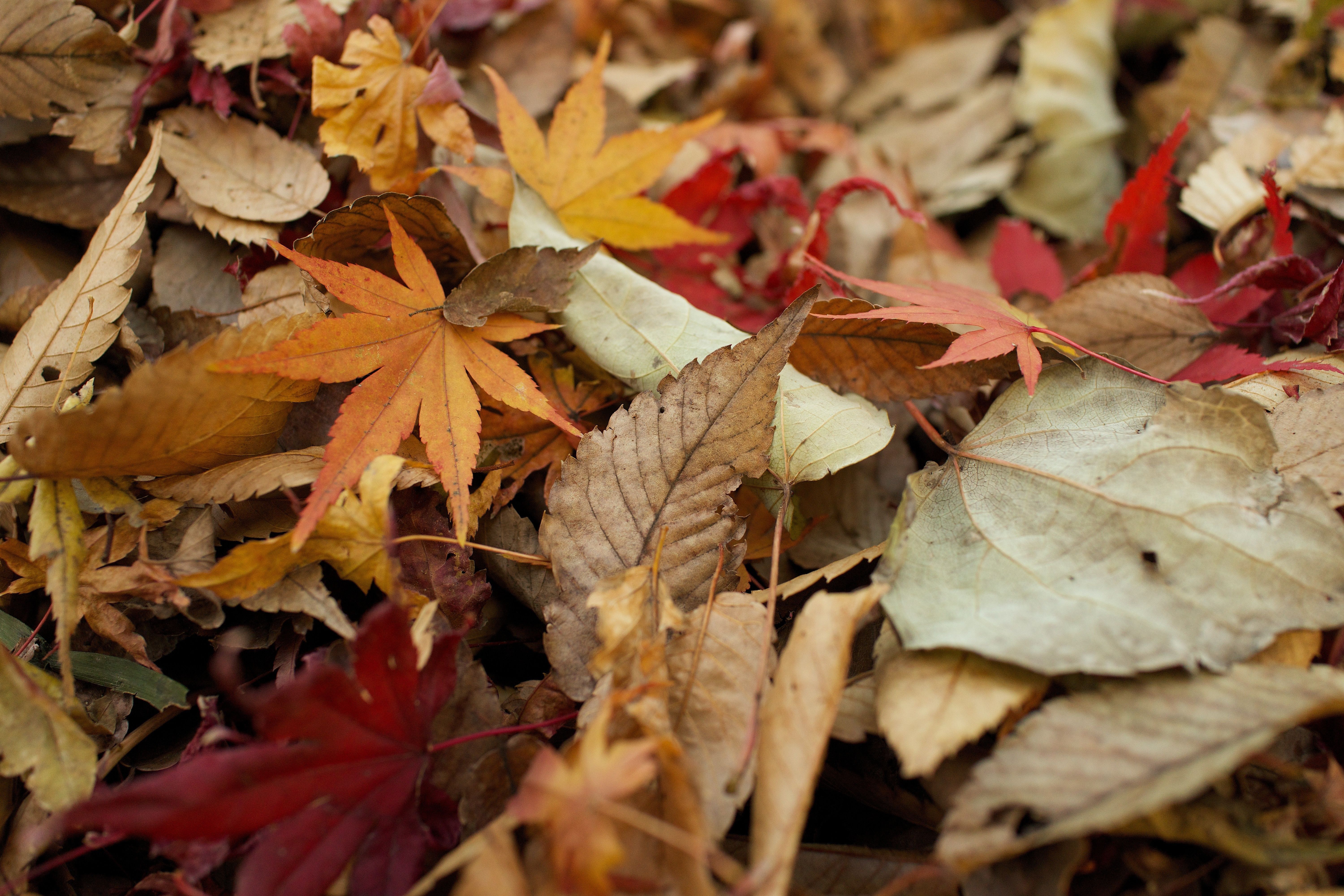 6000x4000 Autumn ✰