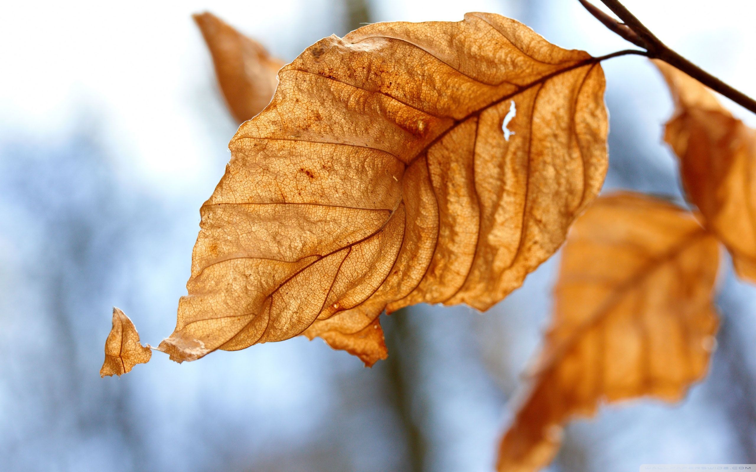 2560x1600 Dry Leaves, Autumn Ultra HD Desktop Background Wallpaper for 4K UHD TV : Tablet