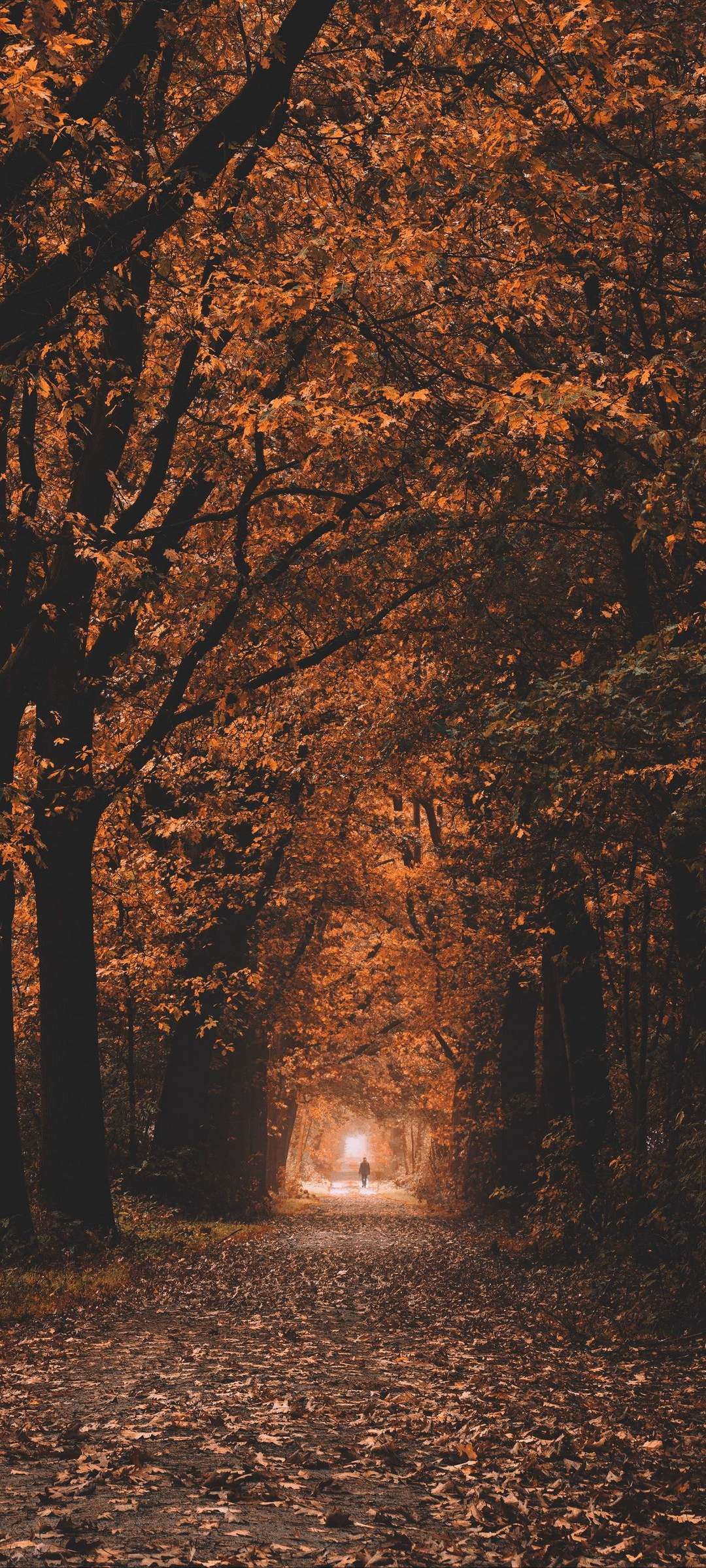 1080x2400 Dry Leaves And Tress