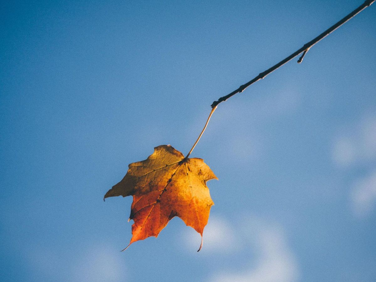 1200x901 From Falling Leaves in Wallpaper Wizard