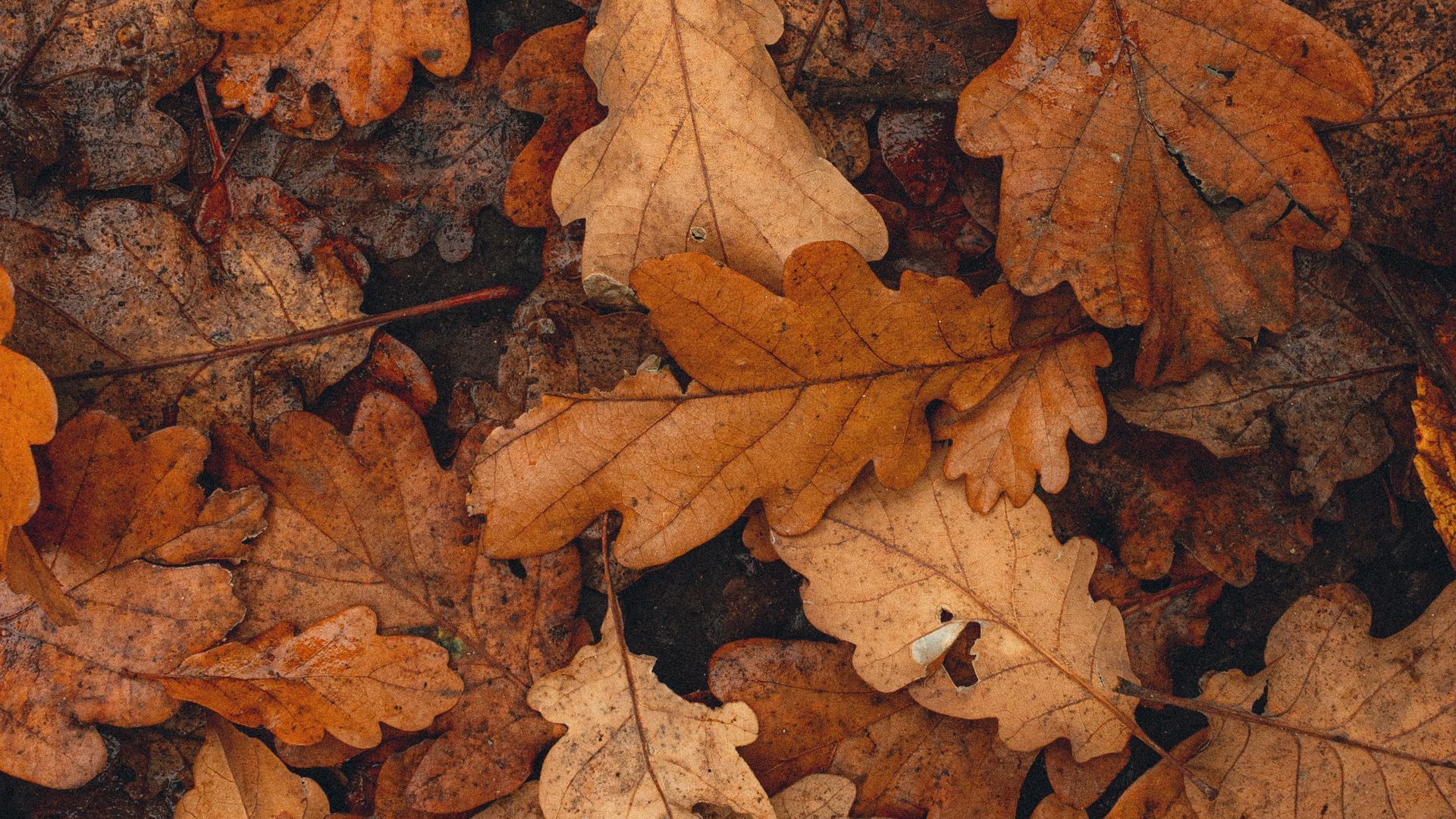 Dry Leaves Wallpapers - Top Free Dry Leaves Backgrounds - WallpaperAccess