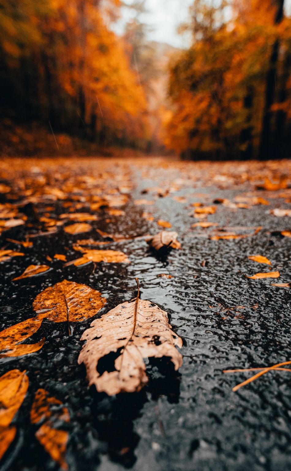 950x1534 Download wallpaper 950x1534 close up, yellow dry leaves, autumn, iphone, 950x1534 HD background, 25245