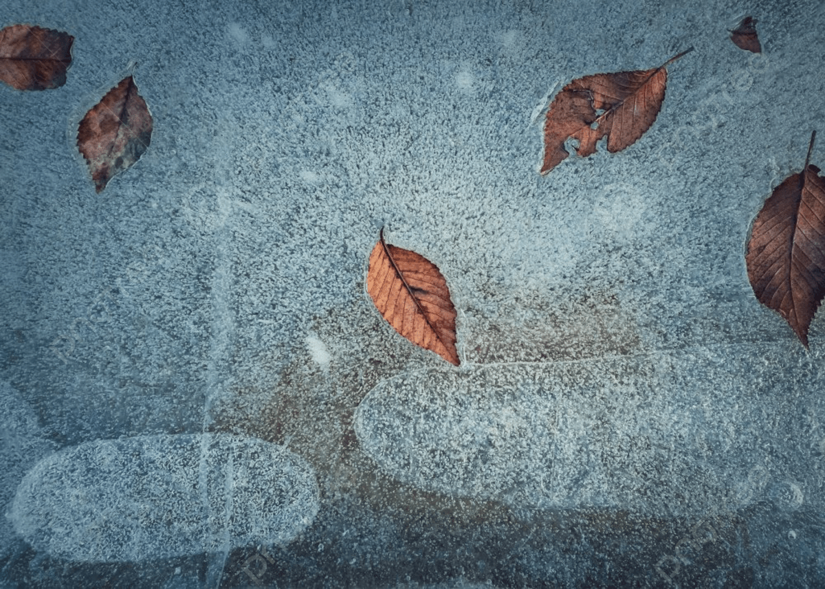 1200x857 Close Up Abstract Background Of Fallen Dry Leaves Frozen In A Puddle Icy Pothole Texture Photo And Picture For Free Download