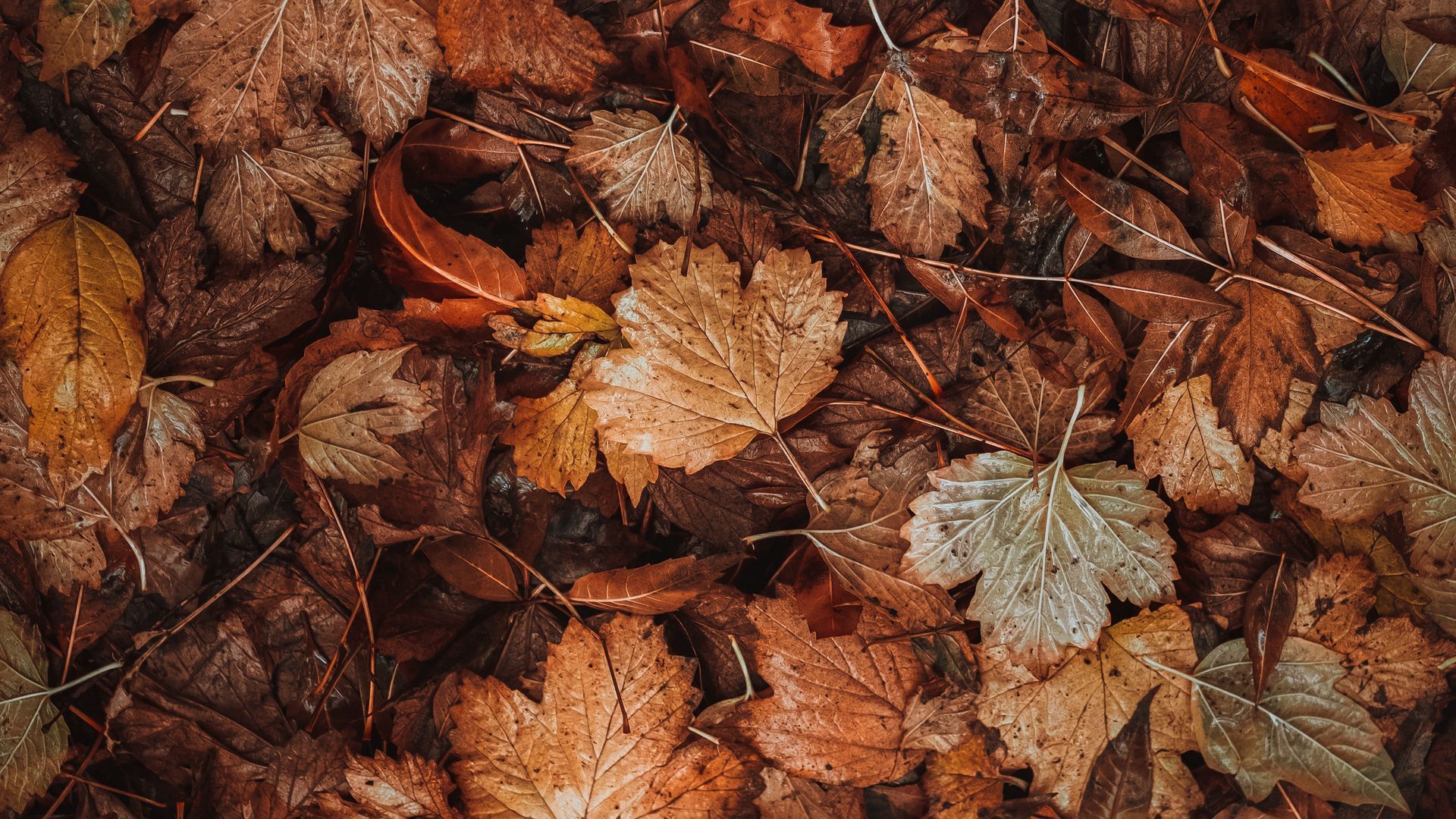 1920x1080 Download wallpaper 1920x1080 leaves, dry, brown, autumn, fallen leaves full hd, hdtv, fhd, 1080p HD background