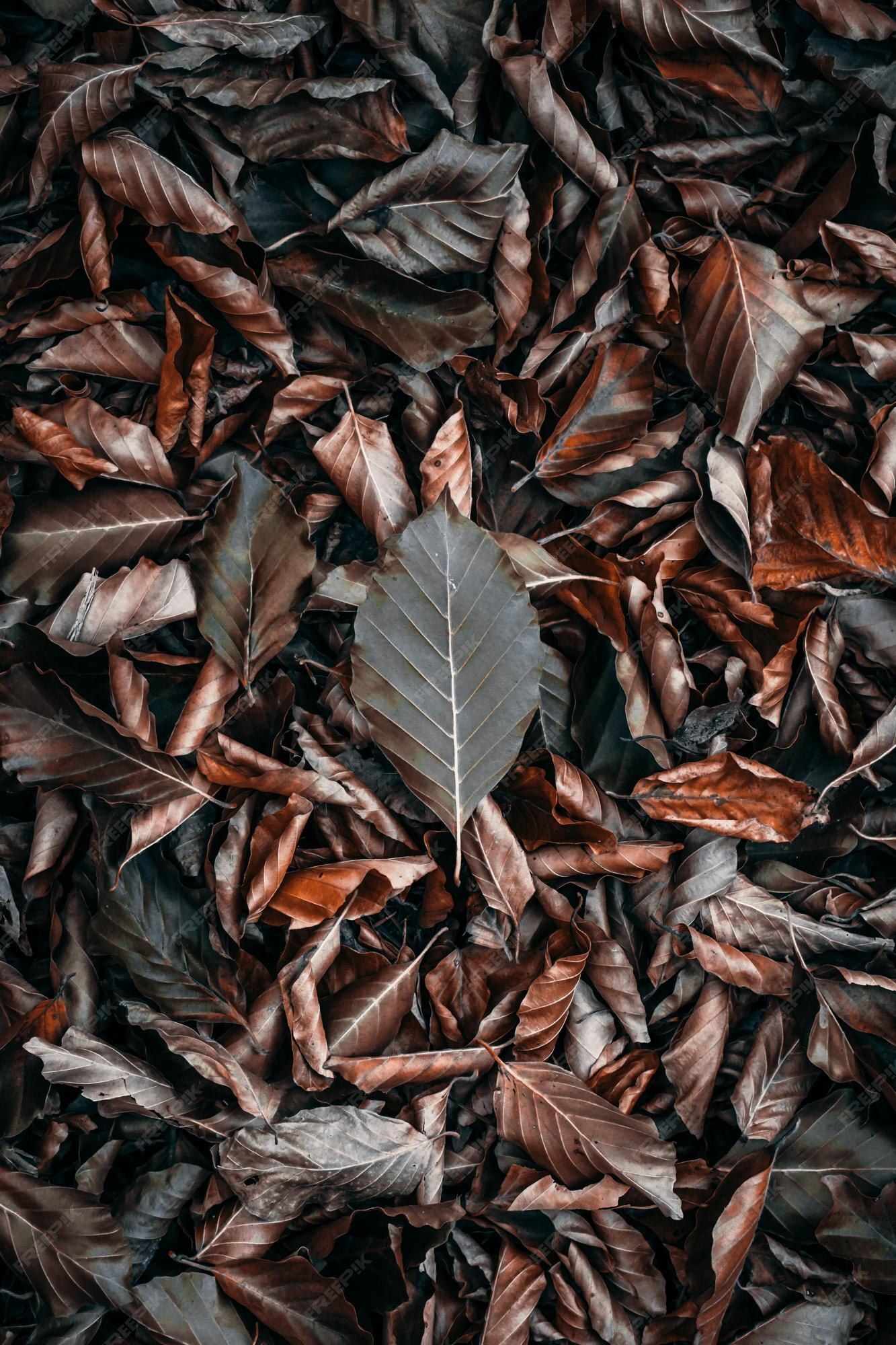 1333x2000 Premium Photo. A leaf lies on the ground in a pile of dry leaves