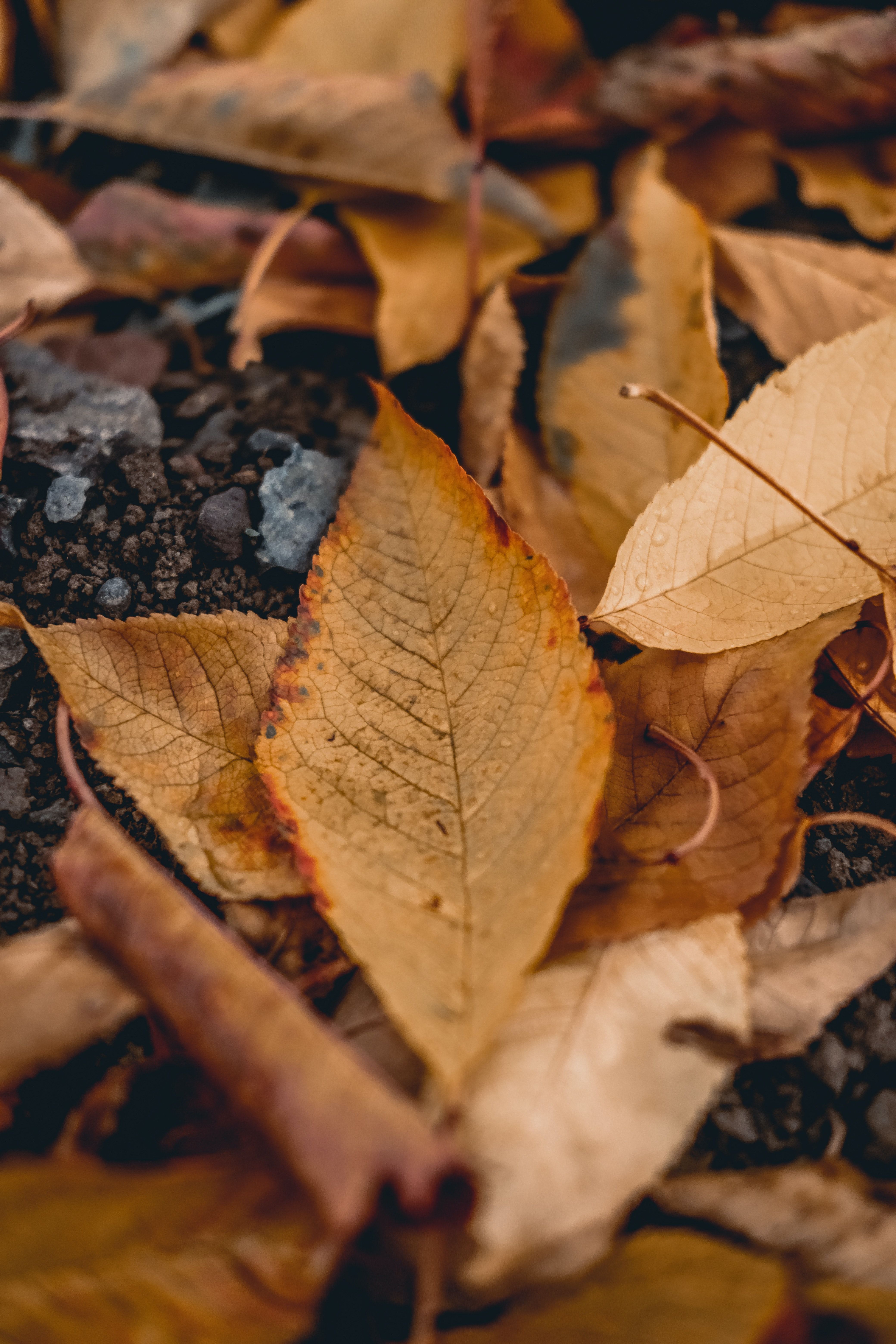 4160x6240 Close Up Photography Of Dry Leaves · Free