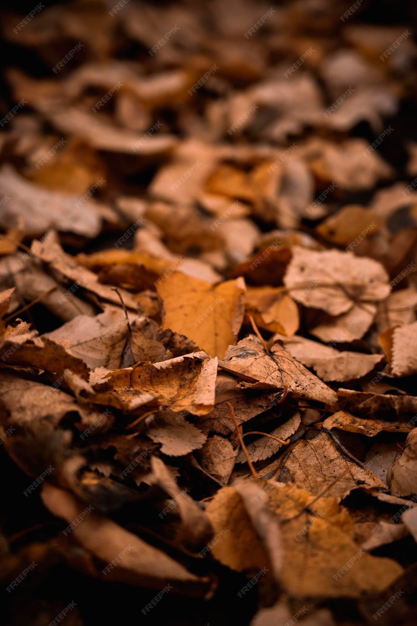 1333x2000 Premium Photo. Trail of dry leaves. autumn view. autumn bedding