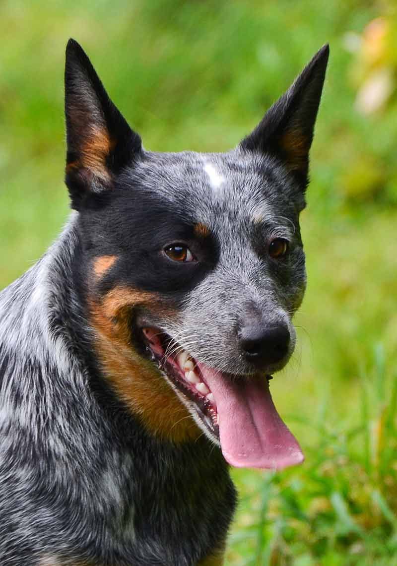 Blue Heeler Wallpapers - Top Free Blue Heeler Backgrounds - WallpaperAccess