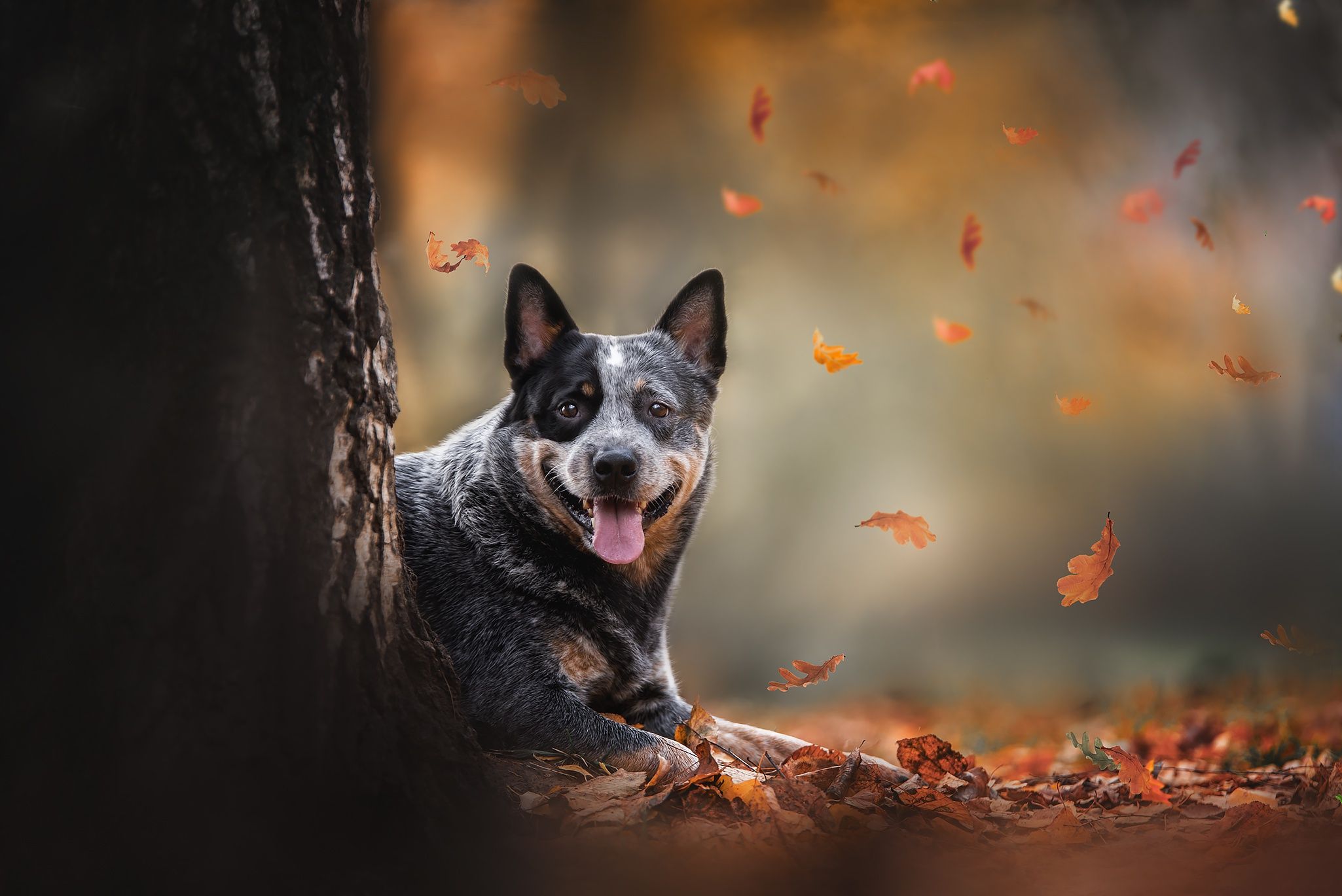 2050x1369 Australian Cattle Dog Wallpaper