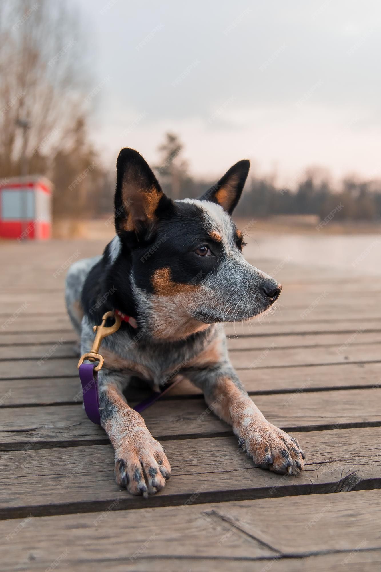 Blue Heeler Puppy Wallpaper For Tablet How Much Should I Feed A Blue Heeler Puppy