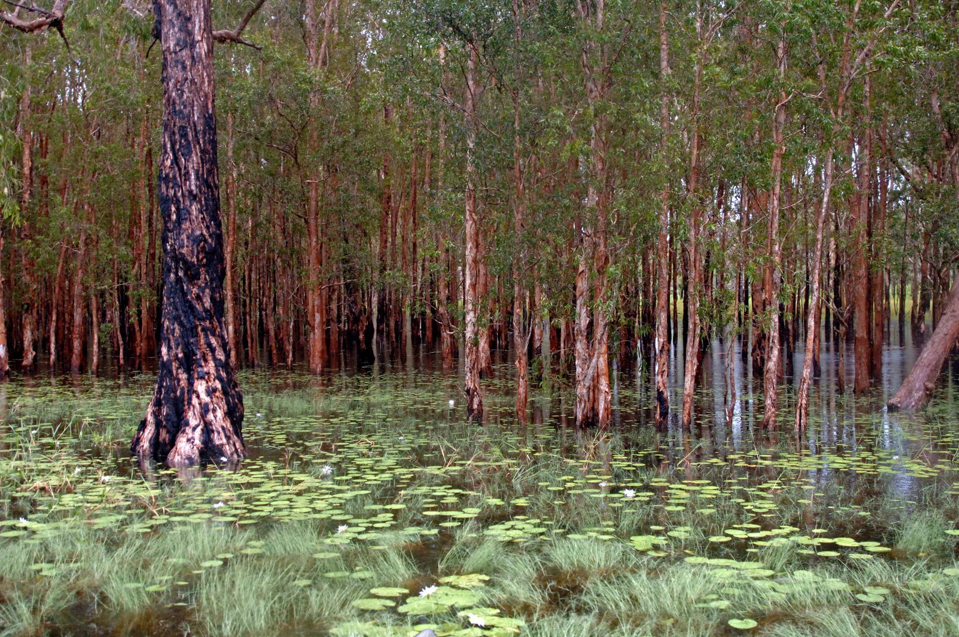 1890x1255 Nature Kakadu National Park Wallpaper