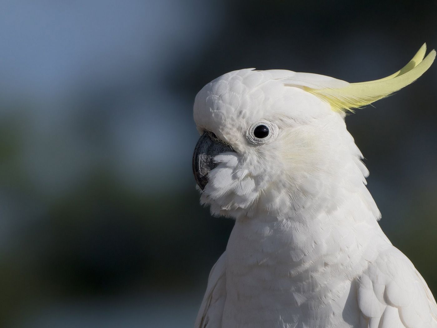 1400x1050 Download wallpaper white, look, the dark background, bird, portrait, parrot, bokeh, crest, cockatoo, section animals in resolution 1400x1050