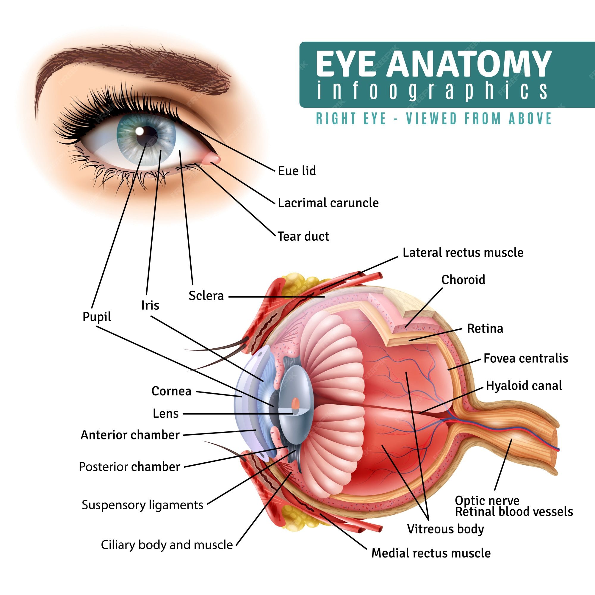 Eye Anatomy. Paper Embroidery by Fabulous Cat Papers