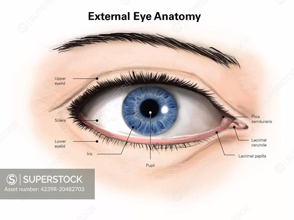 1024x768 External anatomy of the human eye (with labels)