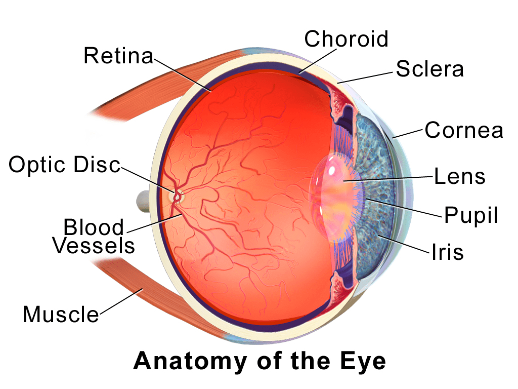 1024x768 Choroid