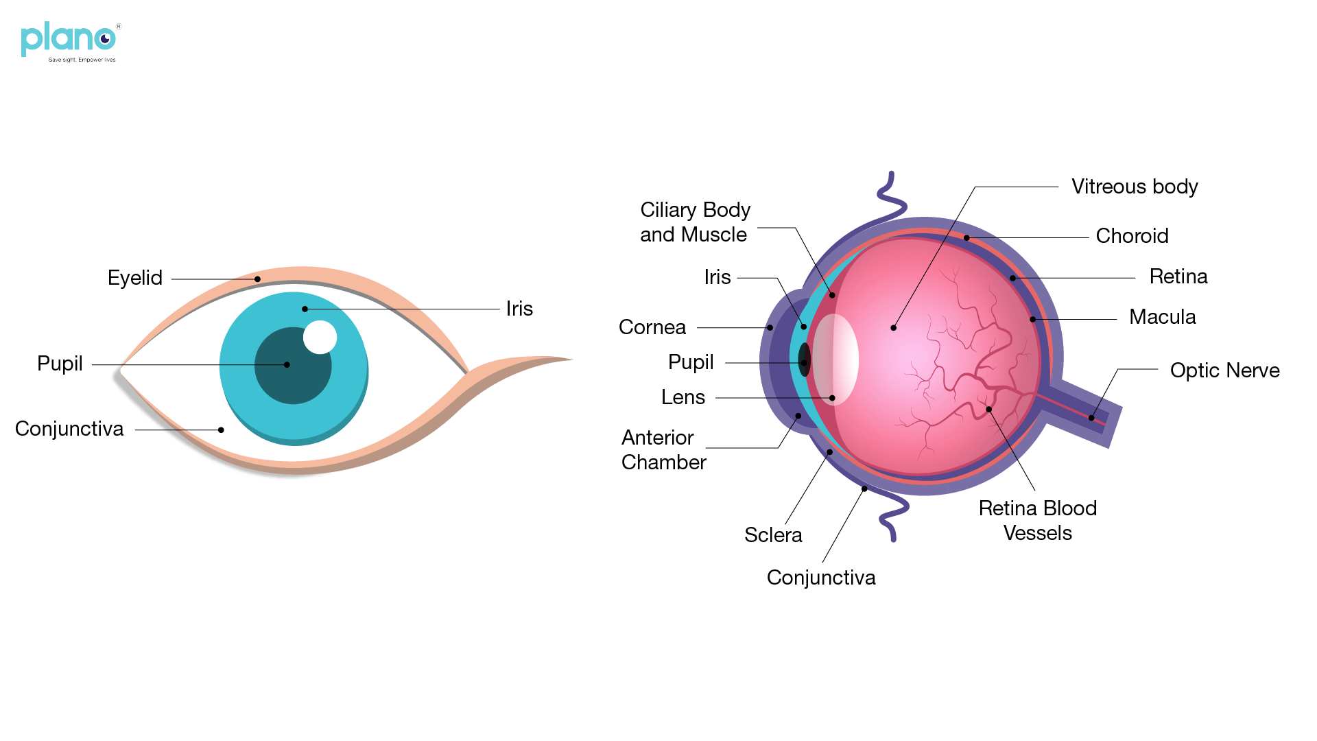 1920x1080 Development of the eye about Children's Eye Development