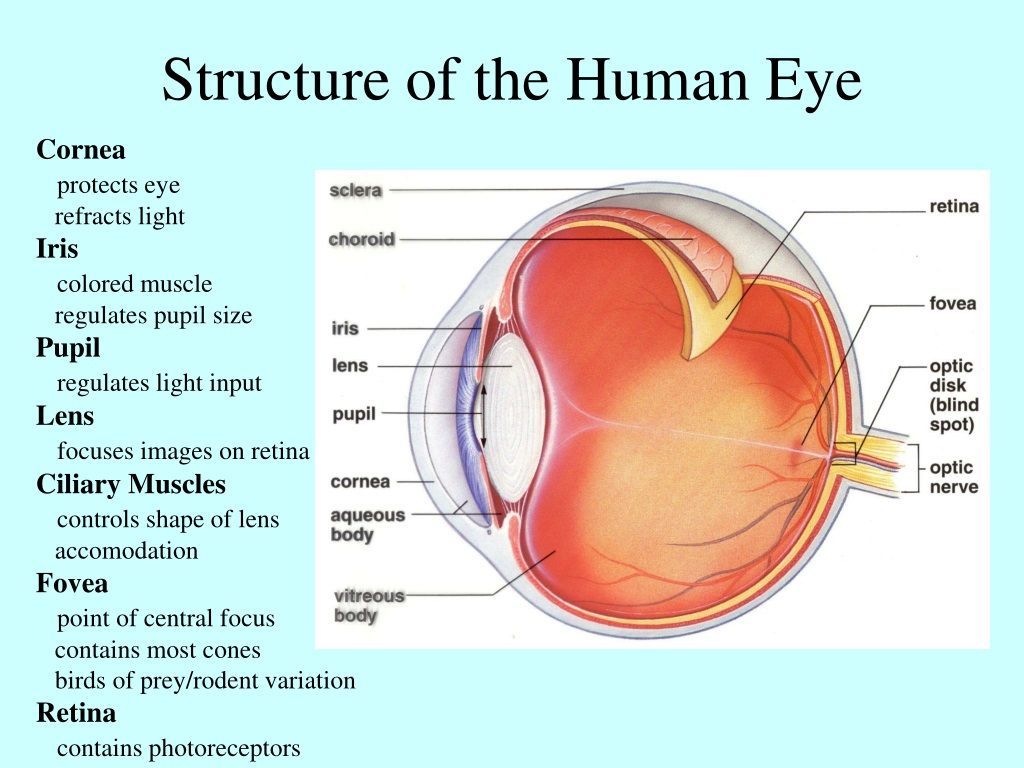 1024x768 PPT of the Human Eye PowerPoint Presentation, free download