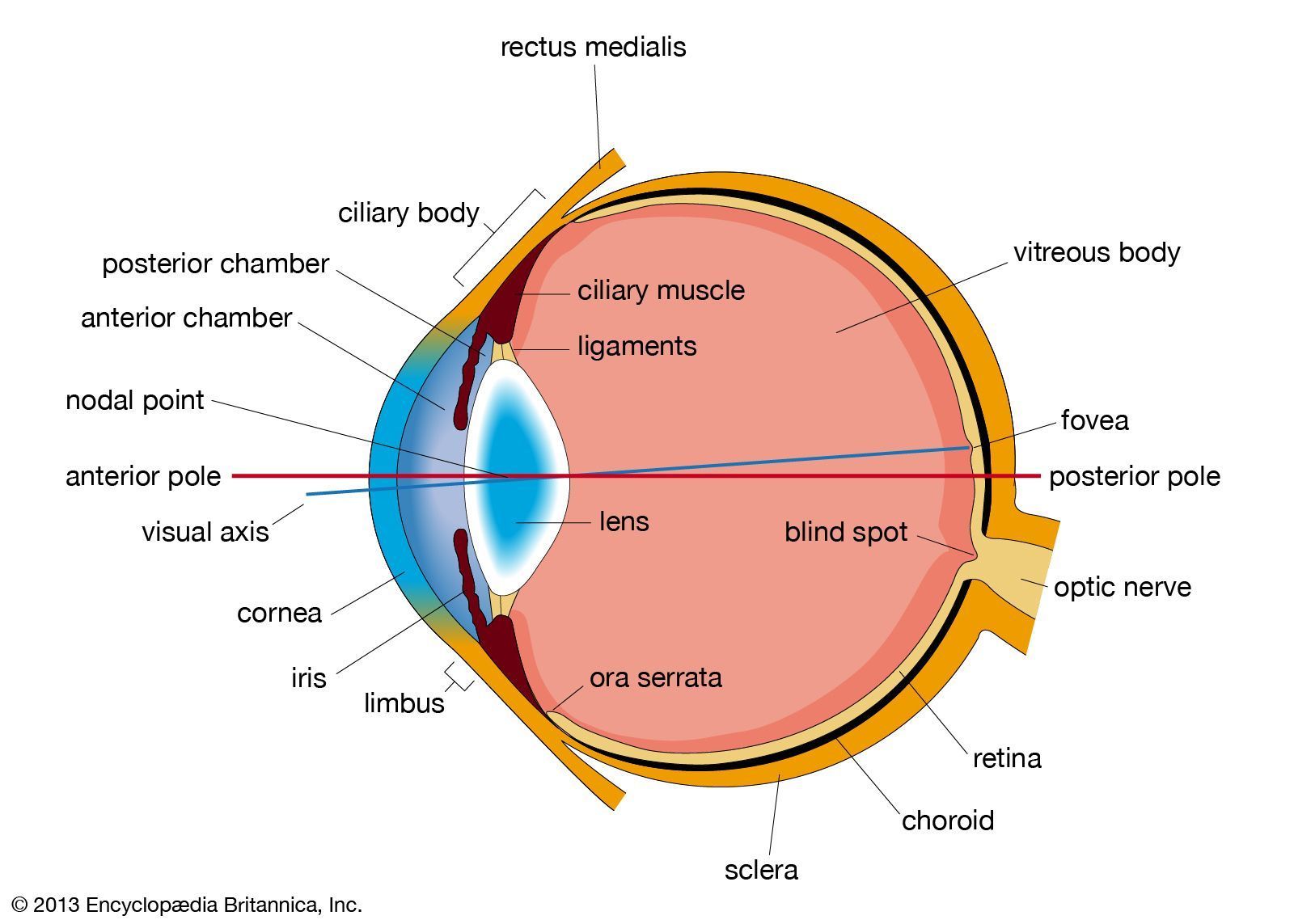 1600x1143 Human eye. Definition, Anatomy, Diagram, Function, & Facts