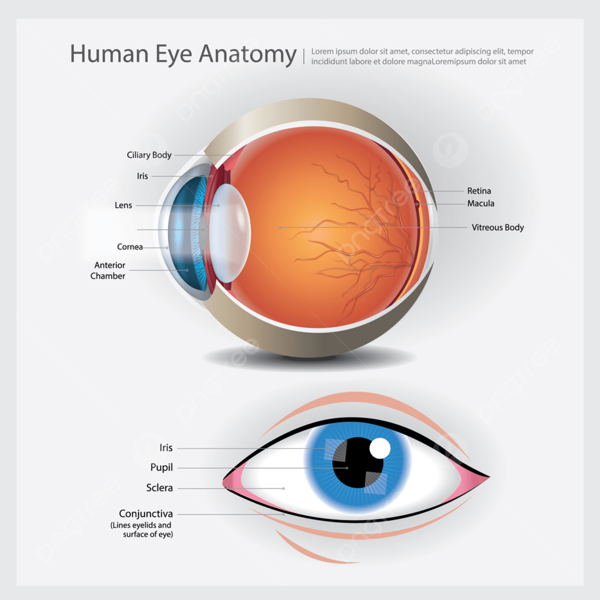 Eye Anatomy. Paper Embroidery