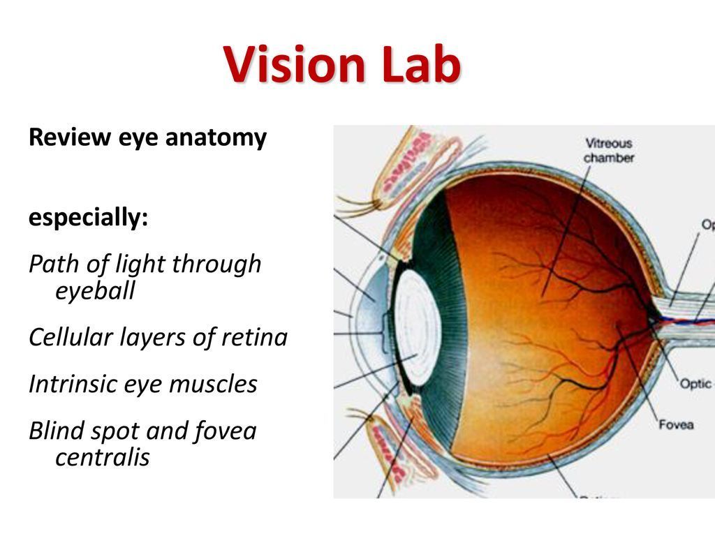 1024x768 Vision Lab Review eye anatomy especially