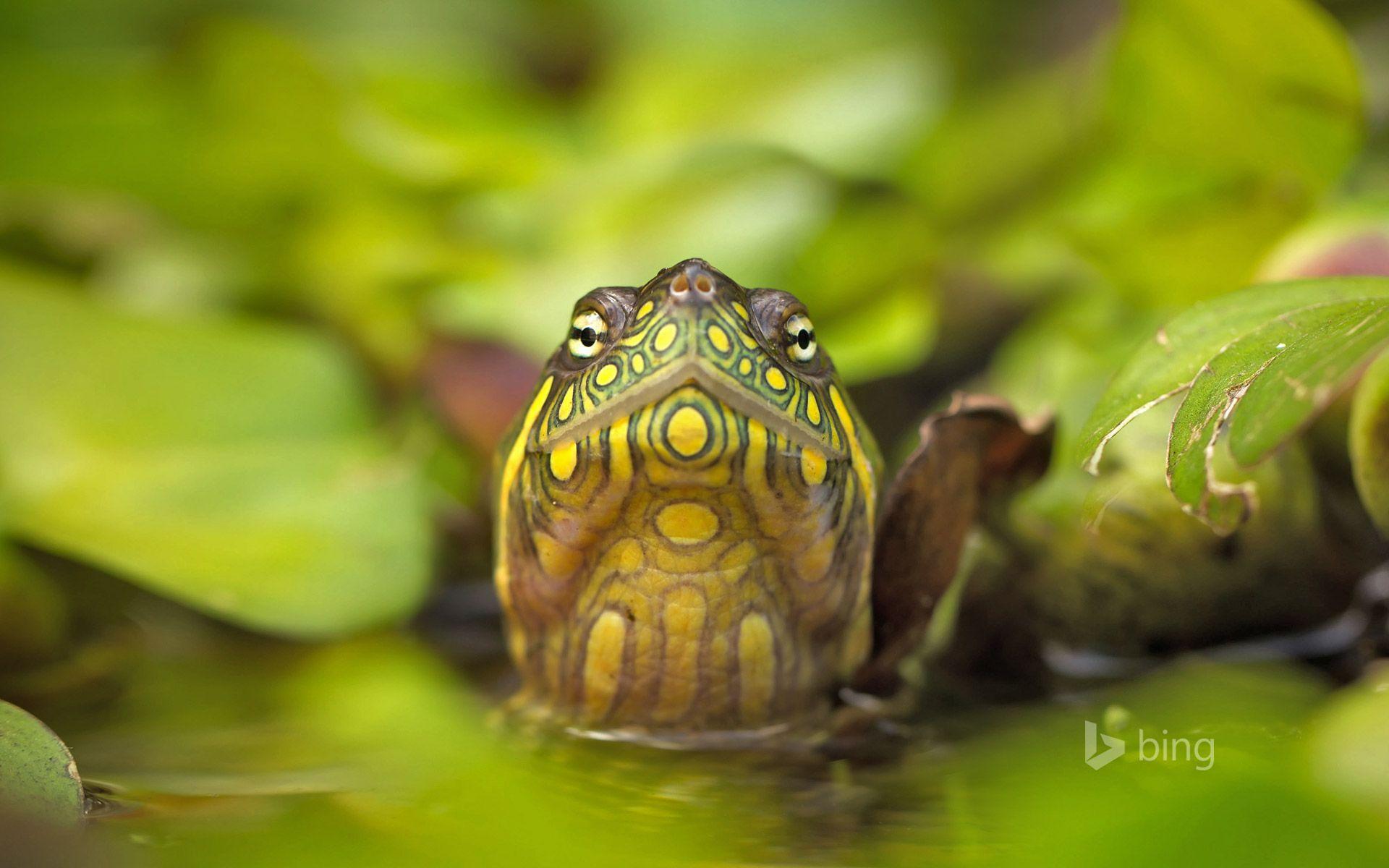 1920x1200 Red Eared Slider Turtles Wallpaper