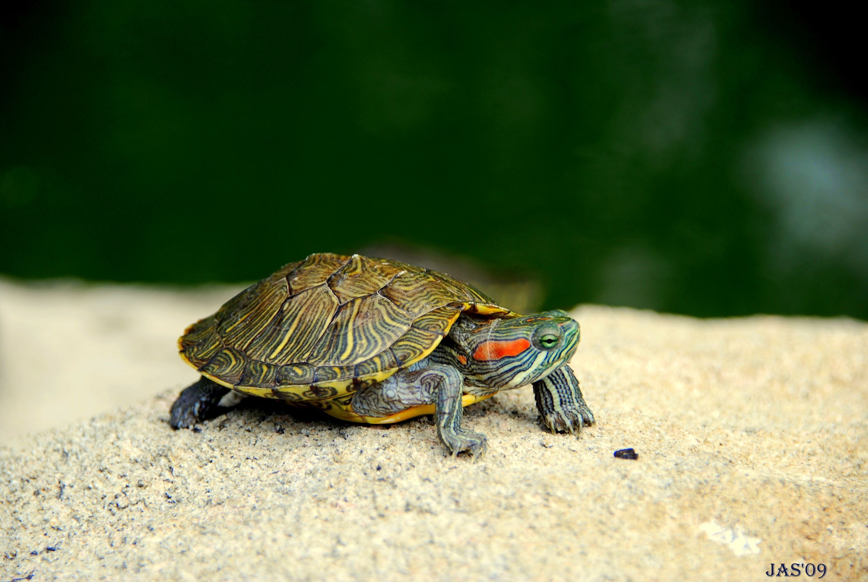 2896x1944 Animal Turtle HD Wallpaper